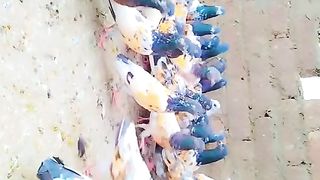 Parvazi pigeon beautiful breeder pair 2