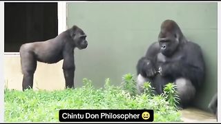 Funny Monkey Viral Video 63