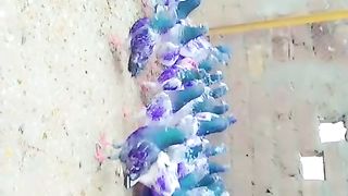 Beautiful pigeon breeder pair parvazi