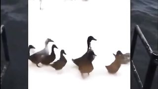Random video meme 2