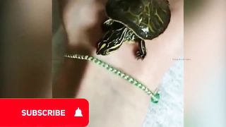 The funniest animals 3
