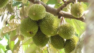 BUAH DURIAN UNGGUL