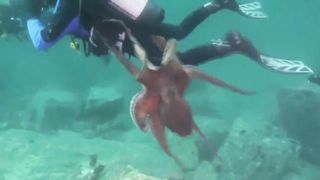 Octopus in Action / Octopus vs. Eagle, Cat, Crab