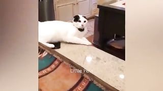 Funniest Animals 2023????????Best cat and dog Videos part 2 - Try not to laugh