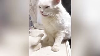 Nee Funny Animals Video 2023 ????- Funniest cat and dog -part 3 Try not to laugh????