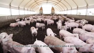 Por que o Corte e a Desinfecção do Umbigo São Impo.