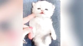 Funny Animals Video 2023... Funniest Cat and Dog????????Try Not to Laugh...