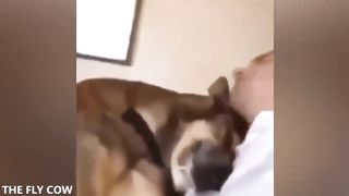 This will make you scream of laughter in 8 sec