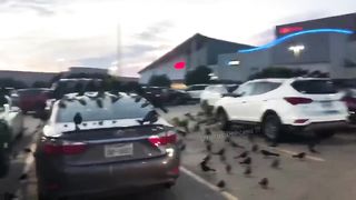 Those birds will decorate your car