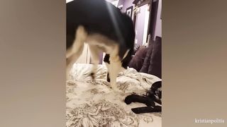 Funny Dogs And Cats Videos 2023 ???? - Best Funniest Animal Videos Of The Month 4