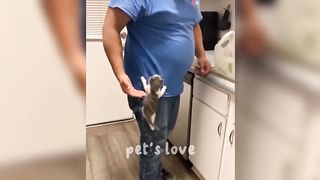 Compilation OF Funny Animals!  Funniest Cats and Dogs