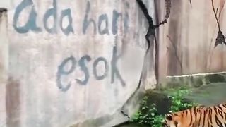 Si LORENG DAN SI GONDRONG