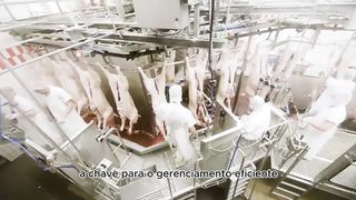 A marcação individual de suínos é a chave para um gerenciamento eficiente e sustentável no setor de suinocultura.
