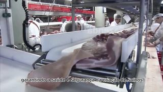 A saúde e segurança dos suínos são fundamentais na suinocultura.