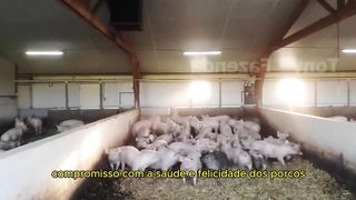 A saúde e segurança na criação de suínos são essenciais para uma produção sustentável e de qualidade.