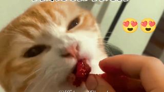 herbivorous cats are real