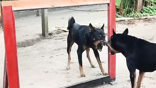 Best Funny Video 9