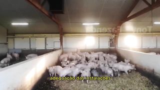 Adequação das Instalações para Suínos Garantindo .