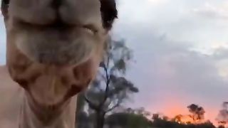 Cute camel