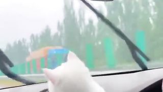 A cat that follows the movement of the wiper