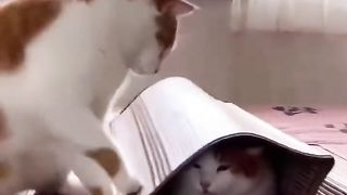 bad cat