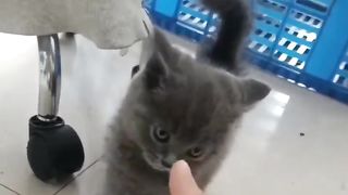 angry cat 3