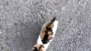 kitten coming here