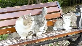 Cat curious about its tail