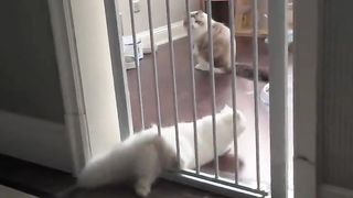 cat entering