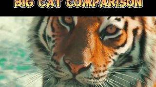 Big Cat Comparison