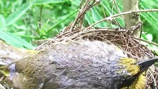La naturaleza y la vida
