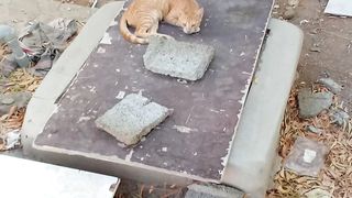 Cute and funny orange cats