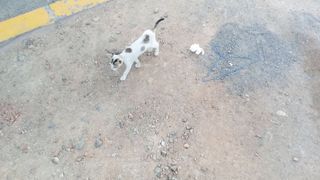 Super cat video febspot