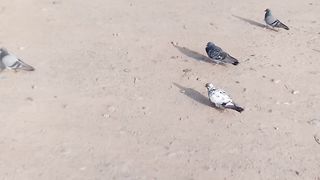 New lovebird video febspot