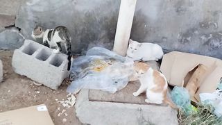 Hungry cats new video febspot