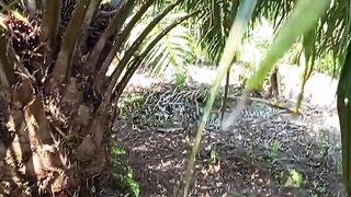 Batangnya sawitnya masih pendek