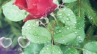 Good morning 63