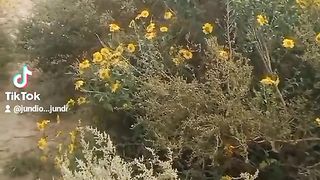 Rohi k phol