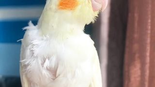 Parrot...