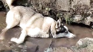 Is it right for your friend? #shorts #dogs #funnyshorts #funnyanimals