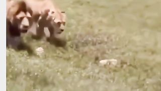 Funny Lion Viral Video 7