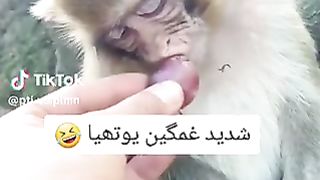 Shadid ghumgine monkey