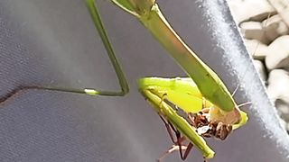 Mantis, insect is eating insect