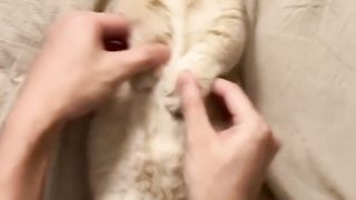 Cute cat 92