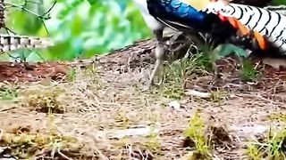 Beautiful bird 18