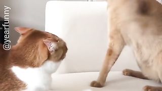 Смешные видео 14