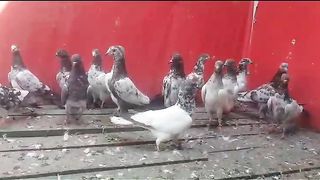 Golden faroz puri pathian pathay lakha