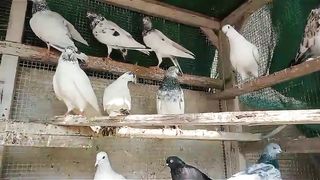 35waly motiwaly lakhy breeder pair pigeon beautiful