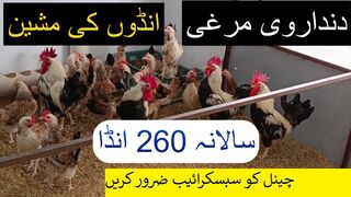 Dandarwi Chicks | dandarawi chicken | dandarawi chicks | dandarawi chicken breeders | dandarawi eggs