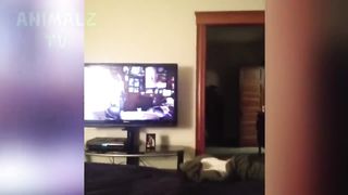 Chats rigolos garantis pour vous faire rire 2